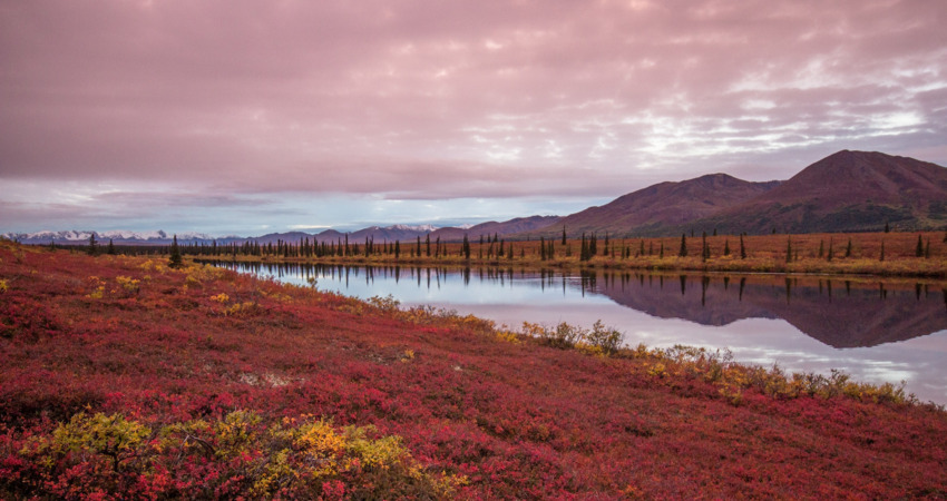 Beautiful fall evening on Broad Pass near Denali Park.