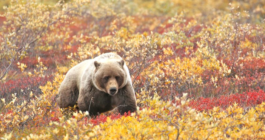 Lone grizzly bear traveling through brush in Denali National Park.