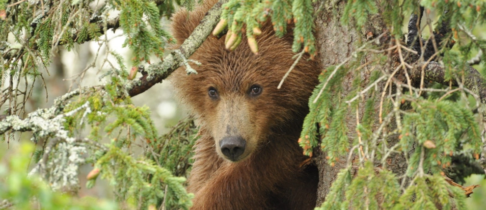 Young brown bear scooted up a tree while mom fished at Brooks Falls.