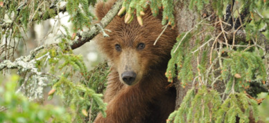 Young brown bear scooted up a tree while mom fished at Brooks Falls.