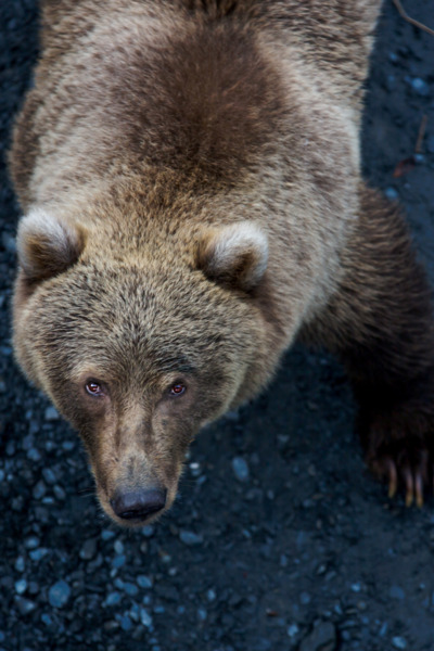 Brown bear in Kodiak Alaska stares directly into the camera.
