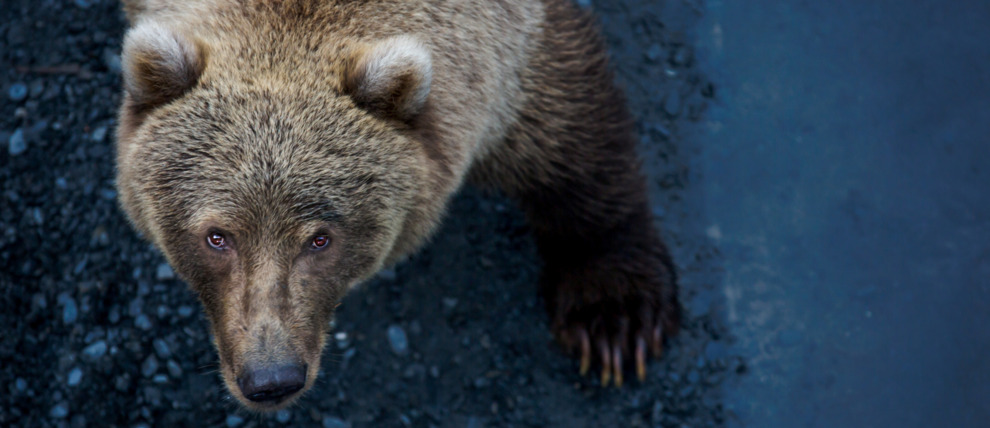 Brown bear in Kodiak Alaska stares directly into the camera.