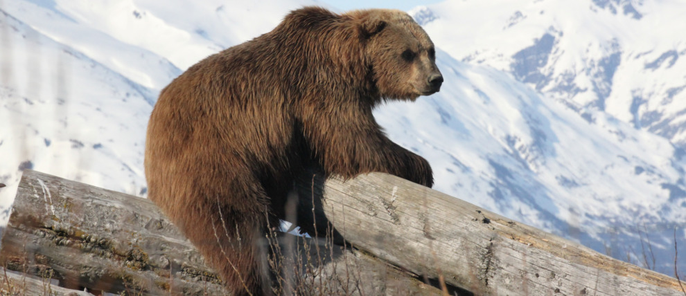 Brown bear climbing on logs in the Wildlife Conservation Center near Portage Alaska.