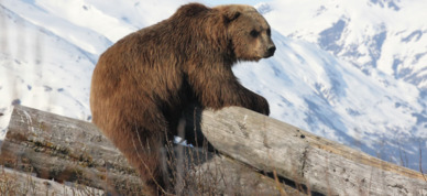Brown bear climbing on logs in the Wildlife Conservation Center near Portage Alaska.