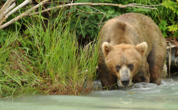 denali alaska trip