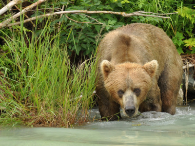Brown bear makes eye contact with the camera in Redoubt Bay Alaska. Brown bear makes eye contact with the camera in Redoubt Bay Alaska.
