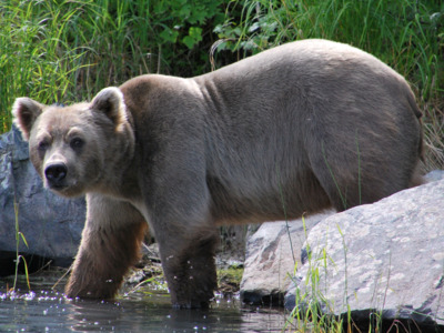 Brown bear locks eyes with the camera on a bear viewing trip in Redoubt Bay. Brown bear locks eyes with the camera on a bear viewing trip in Redoubt Bay.