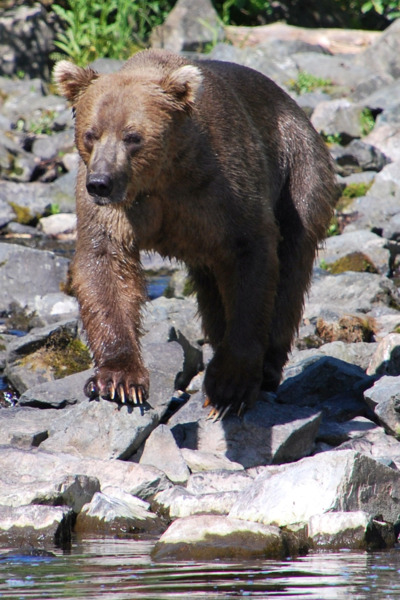 Brown bear stands on rocks along the water's edge in Redoubt Bay. Brown bear stands on rocks along the water's edge in Redoubt Bay.