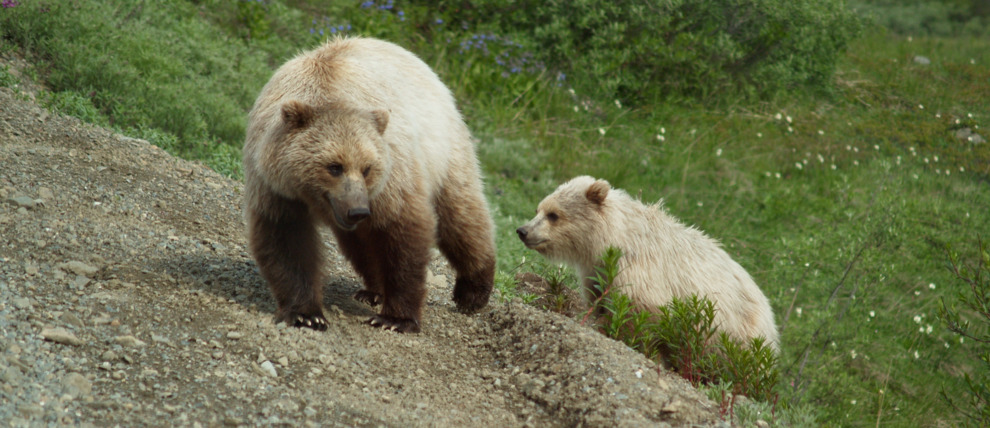 Two brown bears roaming free in Denali National Park. Two brown bears roaming free in Denali National Park.