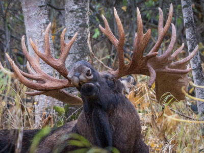 Beauty of a bull moose in Anchorage, Alaska.