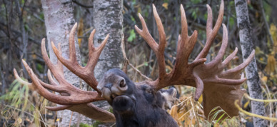 Beauty of a bull moose in Anchorage, Alaska.