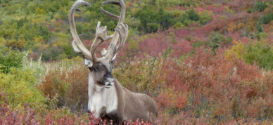 Caribou amid a colorful fall meadow in Denali National Park.