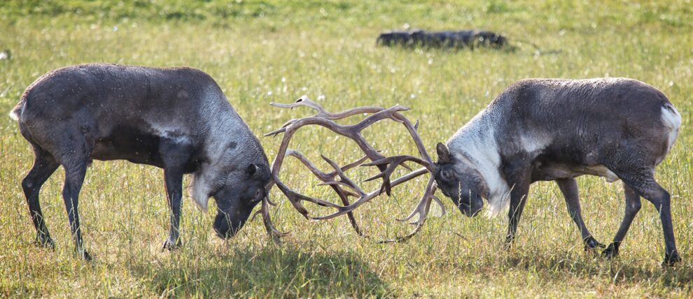 Two caribou locking antlers in Denali National Park.