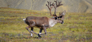 Caribou runs through the meadows in Denali National Park.