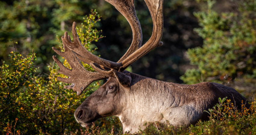 Caribou enjoys a sunny morning at Wonder Lake in Denali National Park.