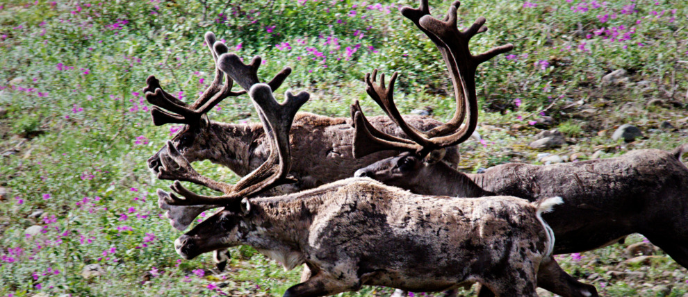 Caribou run through meadows in Denali National Park. Caribou run through meadows in Denali National Park.