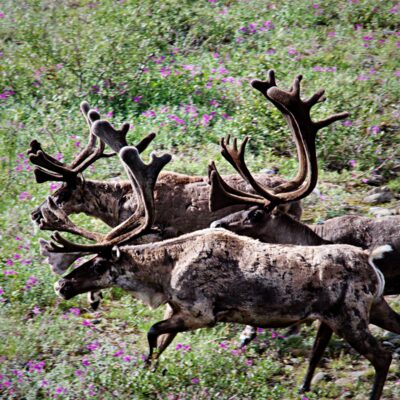 Take a guided bus tour into the heart of Denali National Park.