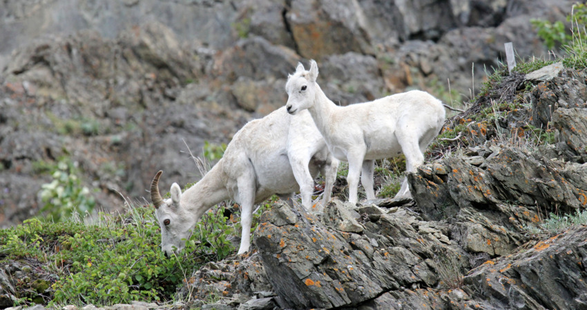 Dall sheep just south of Anchorage near Windy Point on Turnagain Arm.