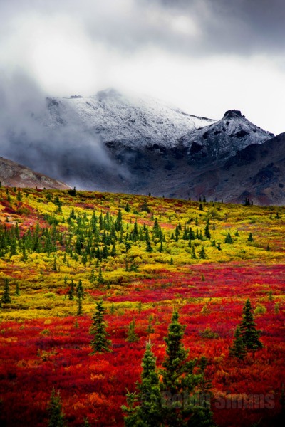Fall colors in Denali National Park.