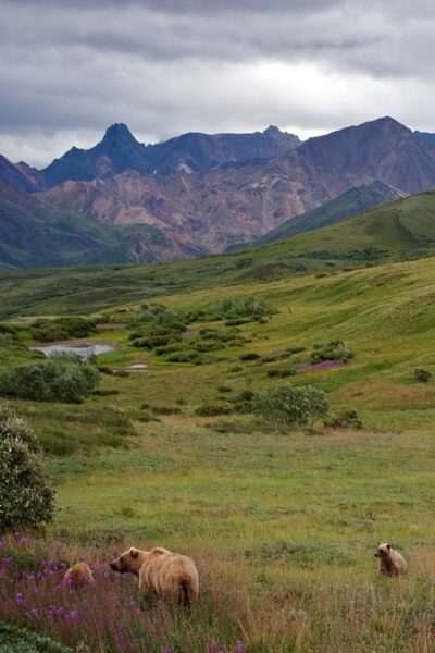 Sow and cubs in Denali National Park.
