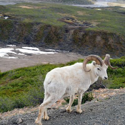 Mother Dall sheep and her baby in Denali National Park. Mother Dall sheep and her baby in Denali National Park.