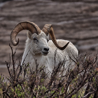 Dall sheep in Denali National Park.