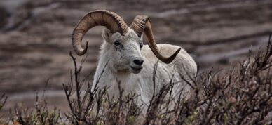 Dall sheep in Denali National Park.