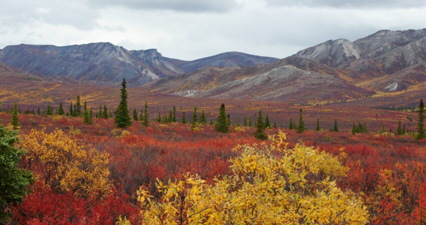 Vibrant fall colors and rolling mountains in Denali National Park.