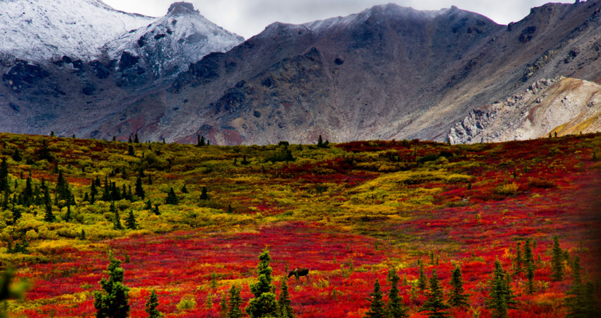 Moose among fall colors in Denali National Park.