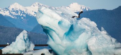 Pair of eagles fly in front of a large beached iceberg in Frederick Sound near LeConte Bay.