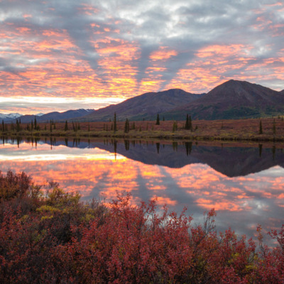 Peak fall colors and a vibrant sunset on Broad Pass near Denali Park. Peak fall colors and a vibrant sunset on Broad Pass near Denali Park.