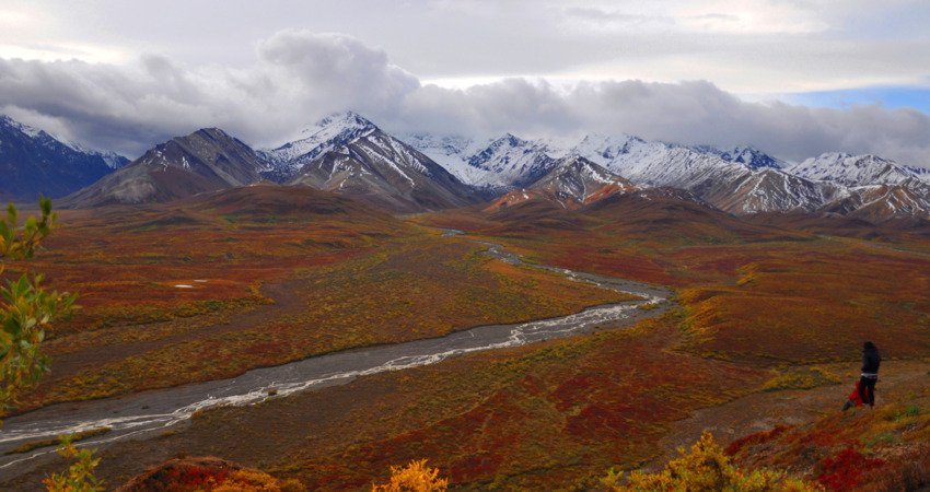 Vibrant fall colors in Denali National Park.