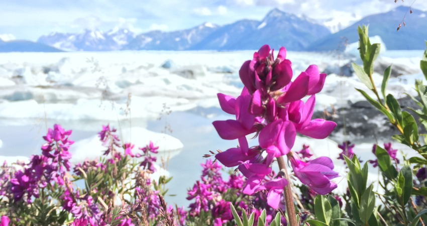 Fireweed with Knik Glacier in the background.