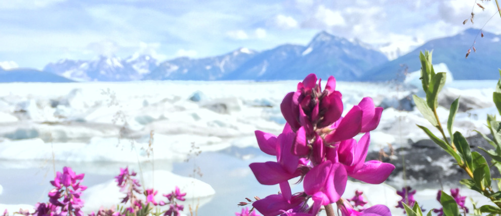 Fireweed with Knik Glacier in the background.