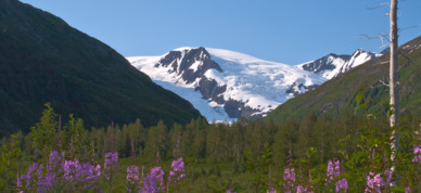 Fireweed near Portage, Alaska.