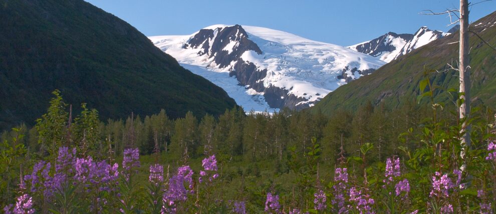 Fireweed near Portage, Alaska.