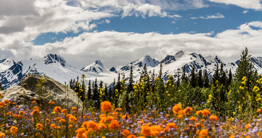 Flower and mountain views in Thompson Pass near Valdez.