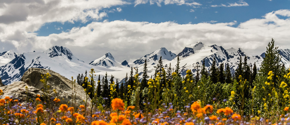 Flower and mountain views in Thompson Pass near Valdez.