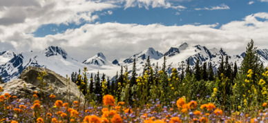 Flower and mountain views in Thompson Pass near Valdez.