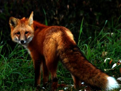 Majestic fox turns toward the camera before bolting into the woods.