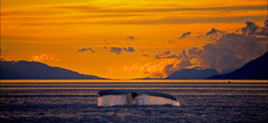 Humpback whale swims into the sunset in Frederick Sound near Juneau, Alaska.