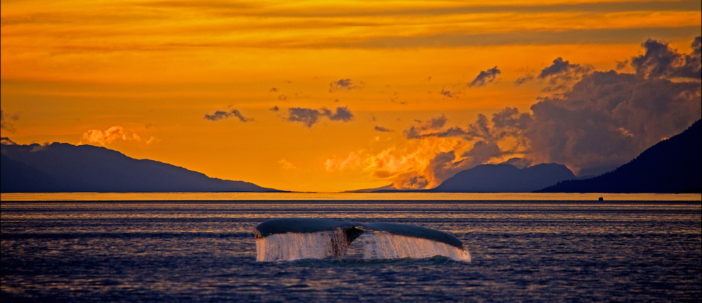 Humpback whale swims into the sunset in Frederick Sound near Juneau, Alaska.