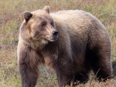 Take a guided bus tour into the heart of Denali National Park. Take a guided bus tour into the heart of Denali National Park.