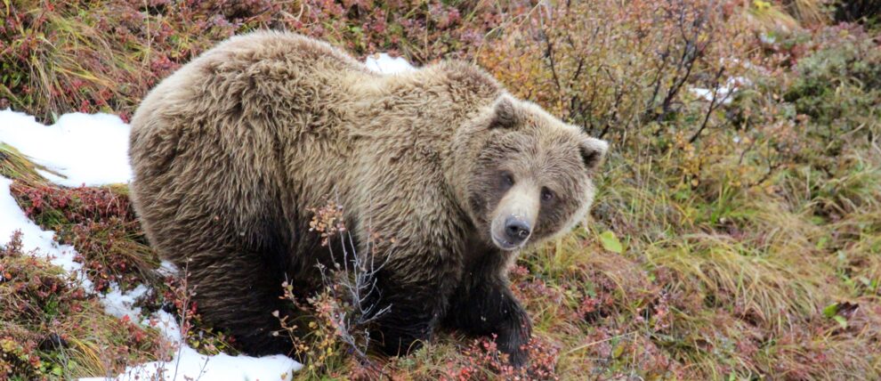 Grizzly bear in Denali National Park looks inquisitively at the camera. Grizzly bear in Denali National Park looks inquisitively at the camera.