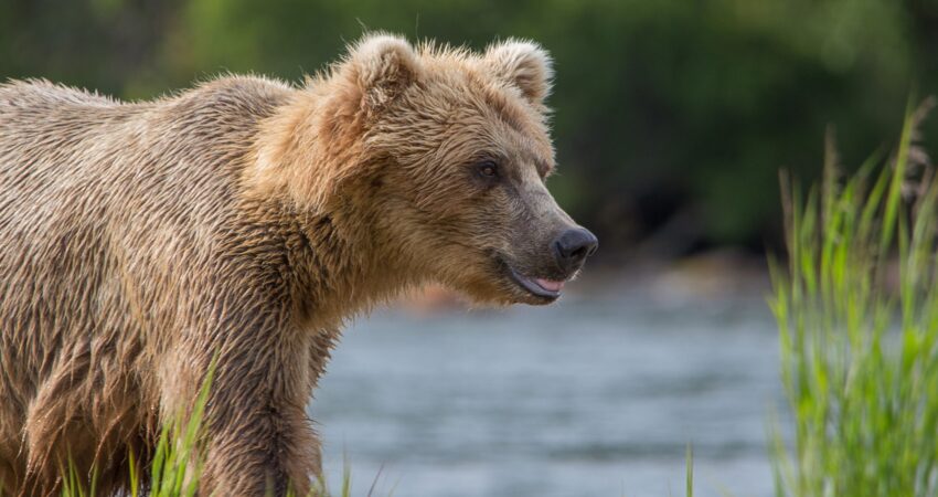 Grizzly bear surveying the surrounding area of Brooks Falls in Katmai National Park.