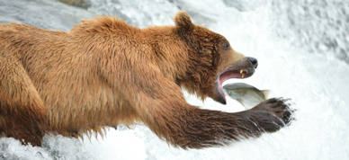 Grizzly fishes for dinner in Katmai National Park.