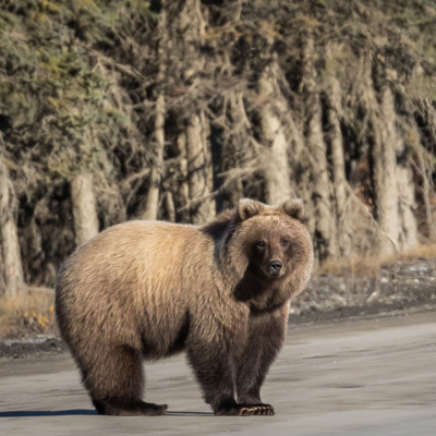 Take a guided bus tour into the heart of Denali National Park. Take a guided bus tour into the heart of Denali National Park.