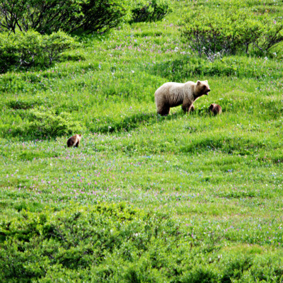 Embark on a fully narrated bus tour into Denali National Park. Embark on a fully narrated bus tour into Denali National Park.