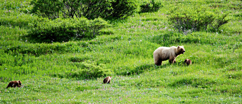 Mother grizzly and her cubs amidst Denali National Park meadows.