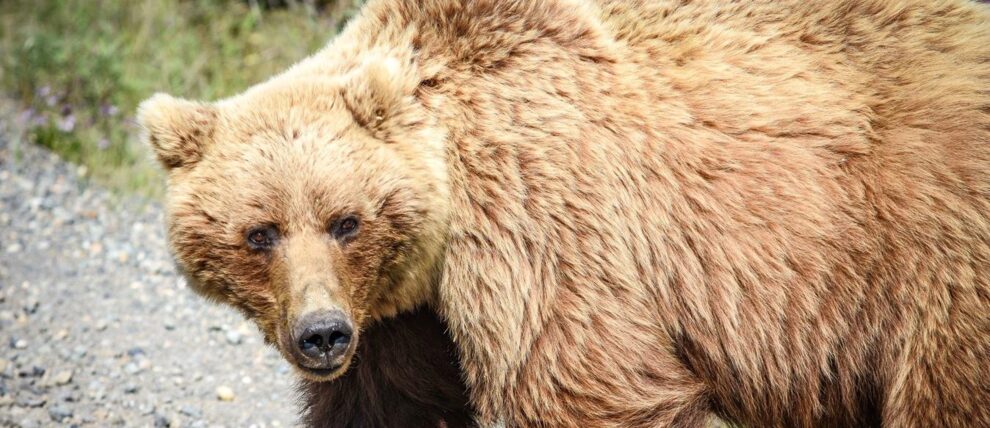 Clear shot of grizzly bear in Denali National Park.